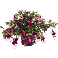 Trailing Fuchsia - 10.5cm
Trailing Fuchsia - 10.5cm