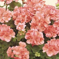 Geranium Pink 13cm
Geranium Pink 13cm