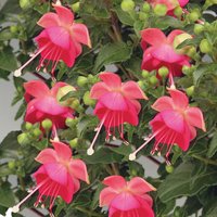 Bush Fuchsia 13cm
Bush Fuchsia 13cm