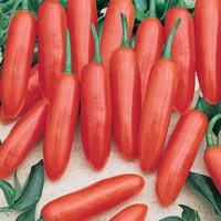 Small Hot Chilli Pepper Apache F1 9cm
Small Hot Chilli Pepper Apache F1 9cm
