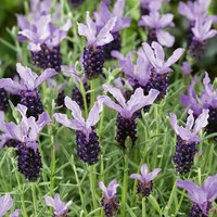 French Lavender Butterfly Giant Summer 15cm
French Lavender Butterfly Giant Summer 15cm