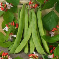 Runner Bean 'Scarlet Emperor' 9cm
Runner Bean 'Scarlet Emperor' 9cm