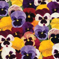 24 Pack Bedding Plants Selection - Spring
24 Pack Bedding Plants Selection - Spring