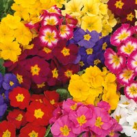 Primrose Colourpots 2 Litre
Primrose Colourpots 2 Litre