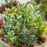 Euonymus mix (exclusive mix)
Euonymus mix (exclusive mix)