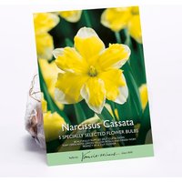 Daffodil Cassata
Daffodil Cassata