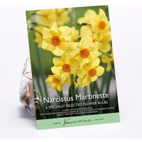 Narcissus Martinette
Narcissus Martinette