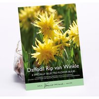 Daffodil Rip van Winkle
Daffodil Rip van Winkle