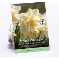 Daffodil White Lion
Daffodil White Lion
