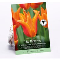 Tulip Ballerina
Tulip Ballerina