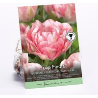 Tulip Finola
Tulip Finola
