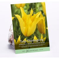 Tulip Thanksgiving
Tulip Thanksgiving