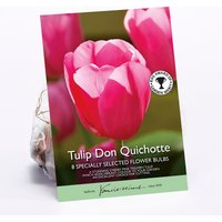 Tulip Don Quichotte
Tulip Don Quichotte