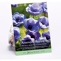 Anemone Royale Flower bulbs
Anemone Royale Flower bulbs