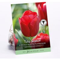 Tulip Seadov
Tulip Seadov
