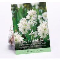 Puschkinia White
Puschkinia White