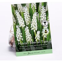 Muscari Siberian Tiger
Muscari Siberian Tiger