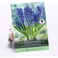 Indoor Hyacinth Delft Blue
Indoor Hyacinth Delft Blue