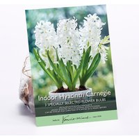 Indoor Hyacinth Carnegie
Indoor Hyacinth Carnegie