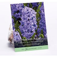 Hyacinth Aqua
Hyacinth Aqua