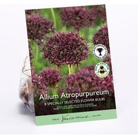 Allium Atropurpureum Flower bulbs
Allium Atropurpureum Flower bulbs