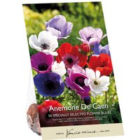 Anemone De Caen Flower bulbs
Anemone De Caen Flower bulbs