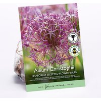 Allium Christophii Flower bulbs
Allium Christophii Flower bulbs