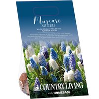 Country Living Muscari Mixed Flower bulbs
Country Living Muscari Mixed Flower bulbs