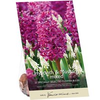 Hyacinth & Muscari Mixed
Hyacinth & Muscari Mixed