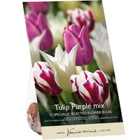 Tulip Purple mix
Tulip Purple mix