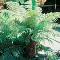 Small Soft Tree Fern (Dicksonia Antarctica) 23cm
Small Soft Tree Fern (Dicksonia Antarctica) 23cm