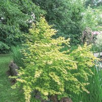 Acer Palmatum 15 Litre
Acer Palmatum 15 Litre