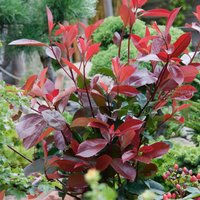 Photinia Little Red Robin 10L
Photinia Little Red Robin 10L