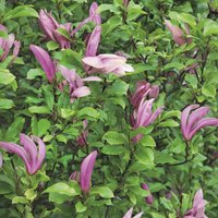 Magnolia 10L
Magnolia 10L