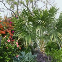 Washingtonia 28L
Washingtonia 28L