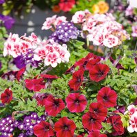 Mixed Summer pot Bedding 12cm
Mixed Summer pot Bedding 12cm