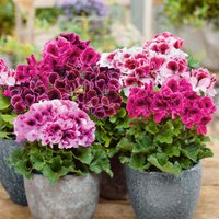 Pelargonium Bella Donna Angel mix
Pelargonium Bella Donna Angel mix