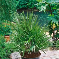 Chamaerops Humilis 35cm
Chamaerops Humilis 35cm