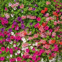 6pk Basket & Patio
6pk Basket & Patio