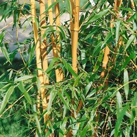 Golden Bamboo Phyllostachys aurea - 15L
Golden Bamboo Phyllostachys aurea - 15L