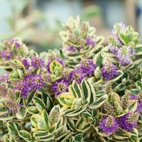 Hebe Variegated 23cm
Hebe Variegated 23cm