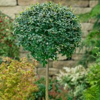 Ligustrum Jonandrum Delavayanum 18L
Ligustrum Jonandrum Delavayanum 18L