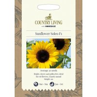 Country Living Sunflower Soleo F1 Seeds
Country Living Sunflower Soleo F1 Seeds
