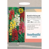 House Beautiful Antirrhinum Rust Resistant Mixed Seeds
House Beautiful Antirrhinum Rust Resistant Mixed Seeds