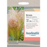 House Beautiful Grass Stipa tenuissima Seeds
House Beautiful Grass Stipa tenuissima Seeds