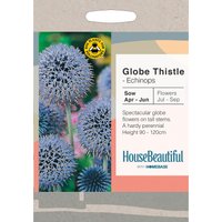 House Beautiful Echinops Globe Thistle Seeds
House Beautiful Echinops Globe Thistle Seeds