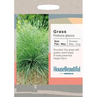 House Beautiful Grass Festuca glauca Seeds
House Beautiful Grass Festuca glauca Seeds