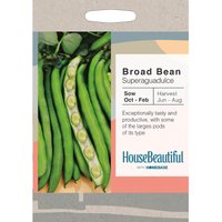 House Beautiful Broad Bean Superaguadulce Seeds
House Beautiful Broad Bean Superaguadulce Seeds