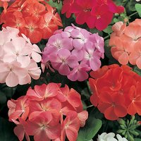 Pelargonium 6 pack
Pelargonium 6 pack