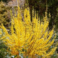 Easter Tree Forsythia 26cm
Easter Tree Forsythia 26cm